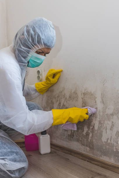 Best Black Mold Removal  in Bass Lake, IN