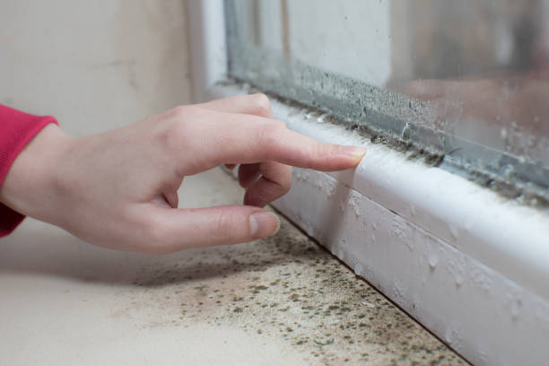Best Airborne Mold Testing  in Bass Lake, IN